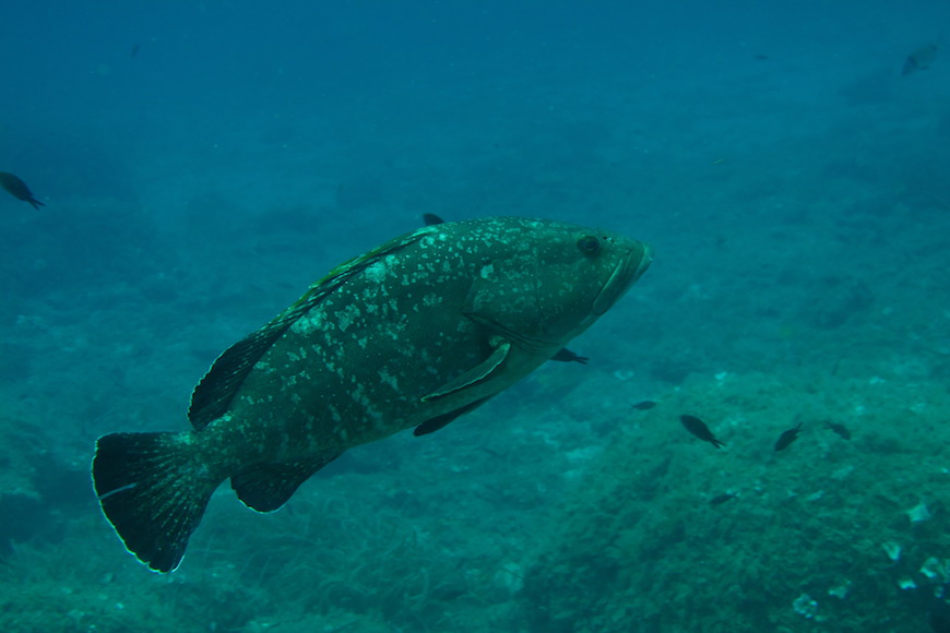 cernia immersione isola di pianosa parco marino elba