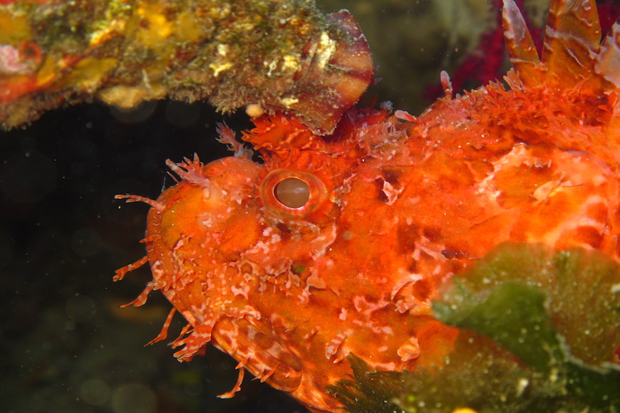 scorfano immersione isola di pianosa parco marino elba