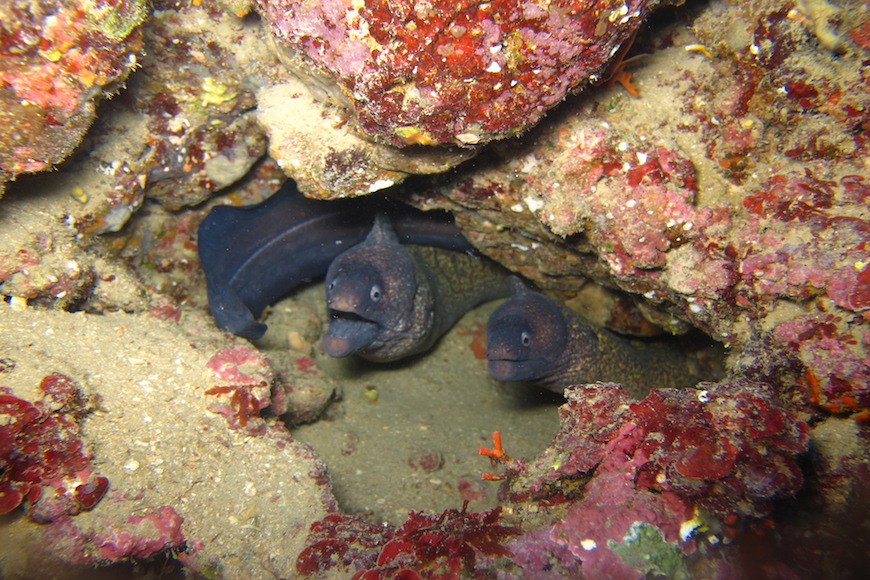 murene tana immersione isola di pianosa parco marino elba