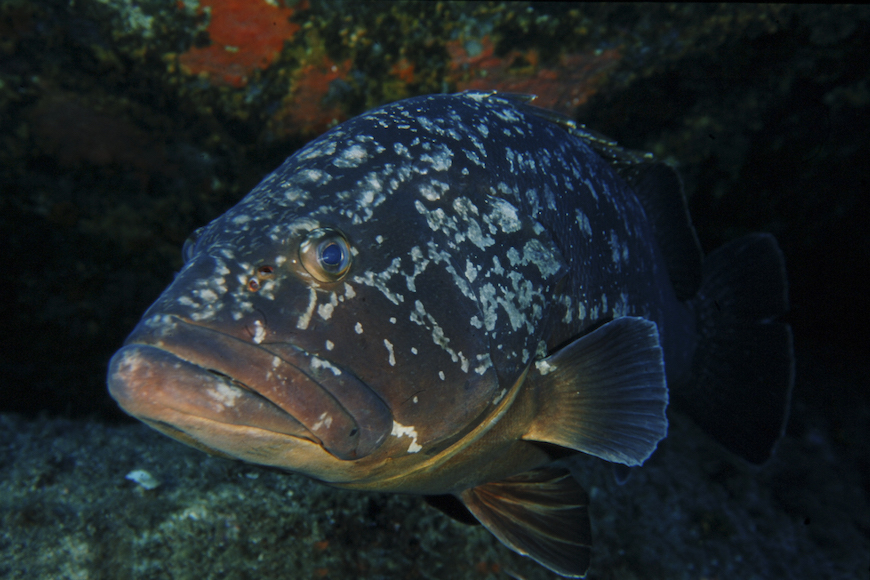 cernia gigante immersione isola di pianosa parco marino elba