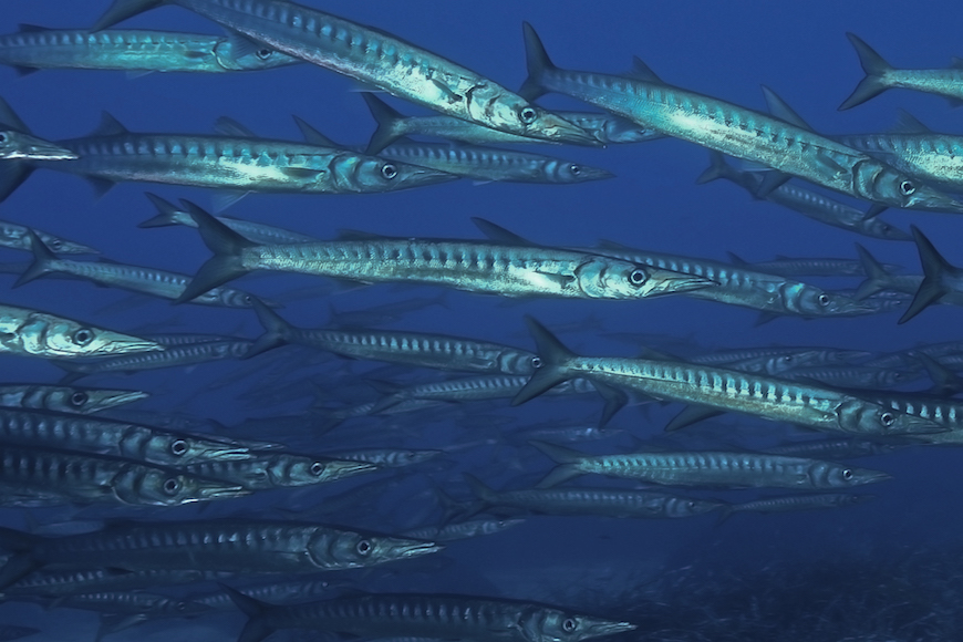 branco barracuda immersione isola di pianosa parco marino elba